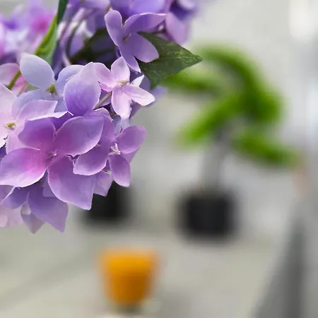 Appartement Ivy Luxury - Self Check-in 247 - Garden - Near Airport & Us Embassy - Baneasa Mall Bucarest